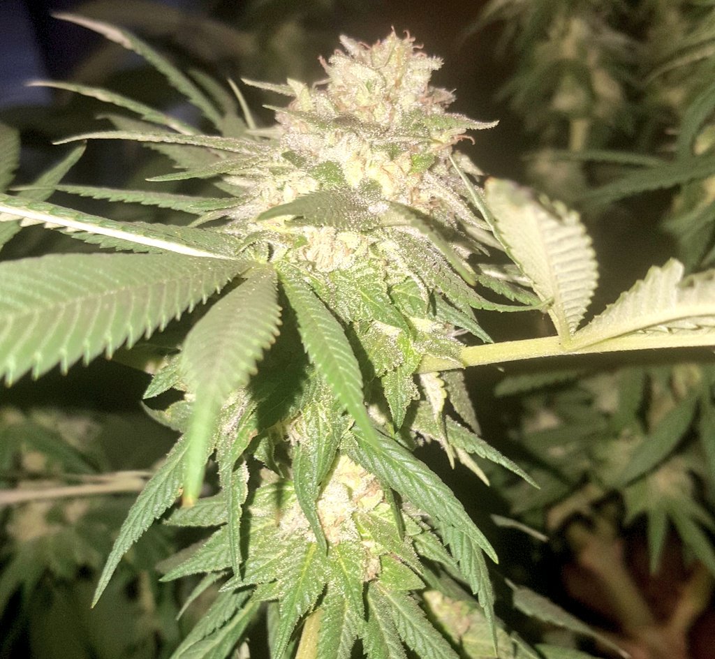 Grand Daddy Purple 🍇🍇🍇
44 days into 🌼😎🤙
#StonerLife
#Homegrown