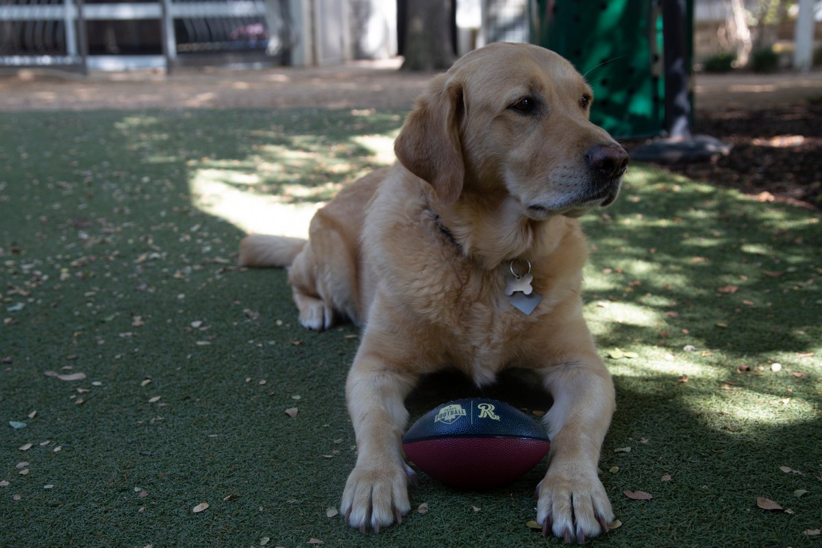 RidersBaseball's tweet photo. Air Brooks: Golden Receiver 🏈

We're kicking off football season on Sunday and the first 1,000 fans on Sunday take home a Riders football!

🎟️ https://t.co/zxgwR8qaFC https://t.co/ZMTofQZnyu