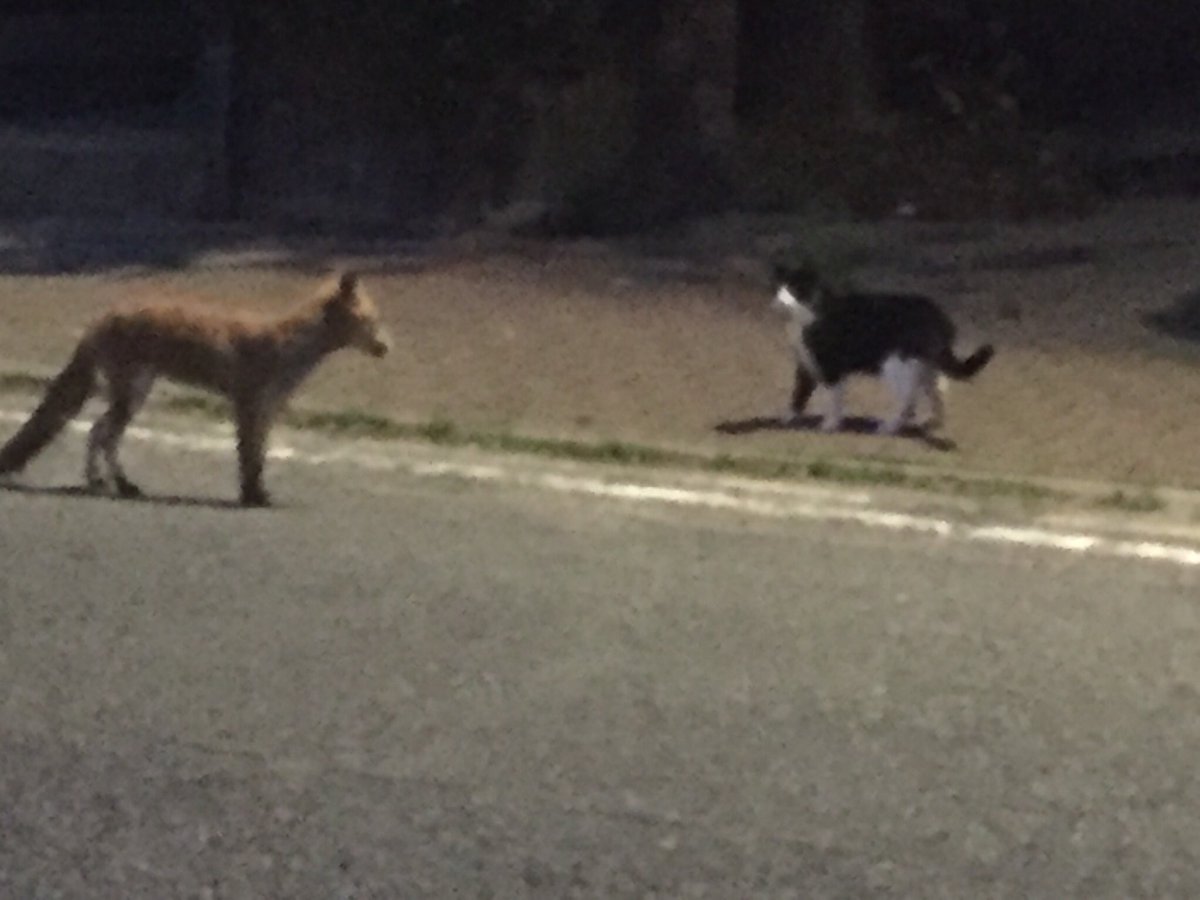 dittebarnoth's tweet image. Intergroup contact in Brixton 😁😁🦊😼