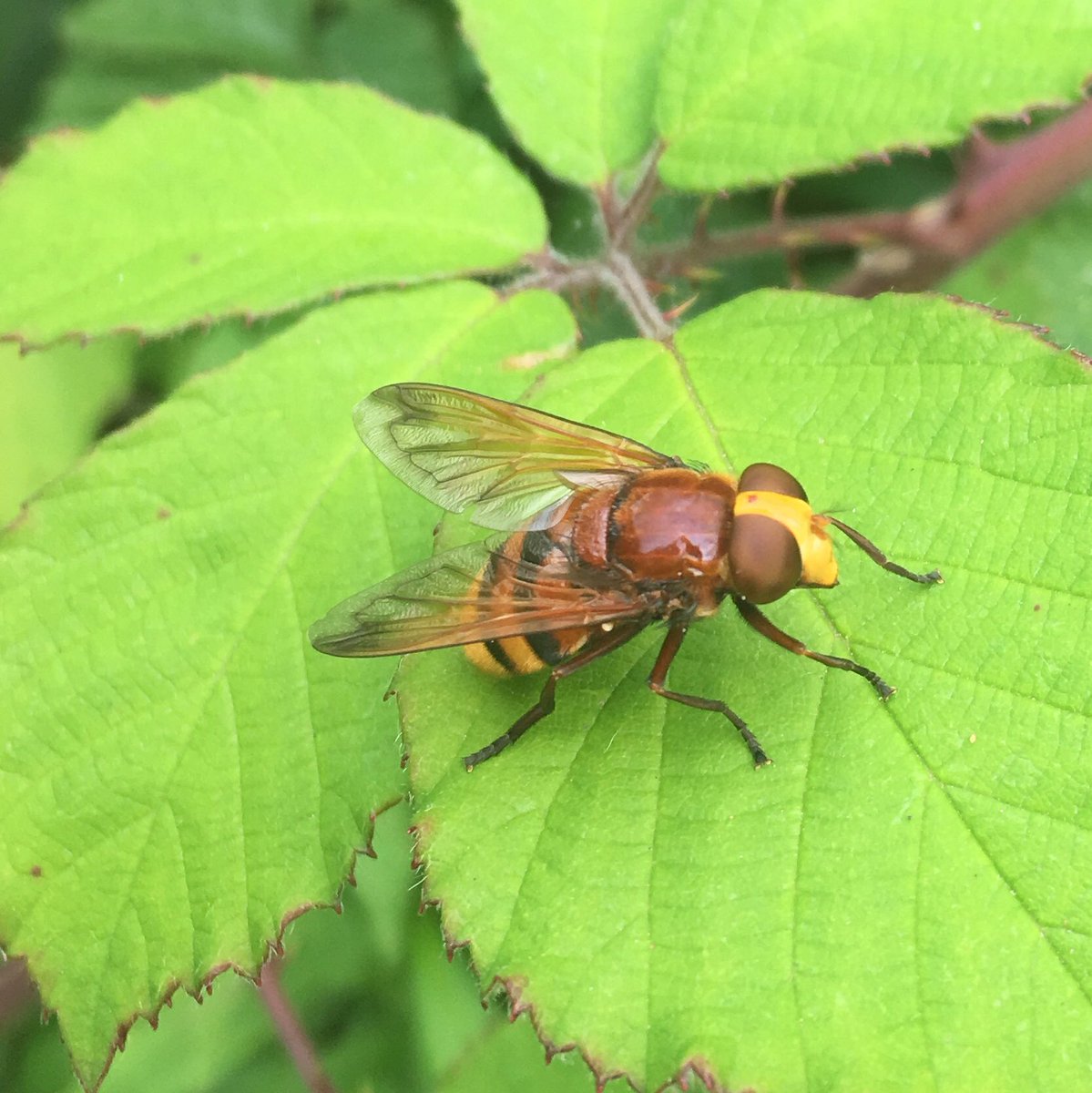 linda lewis tweet media