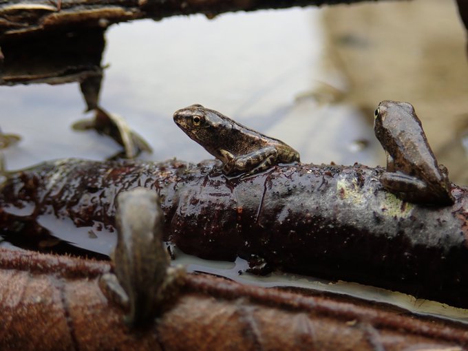 ぽぽす Popos07 19年08月 Twilog