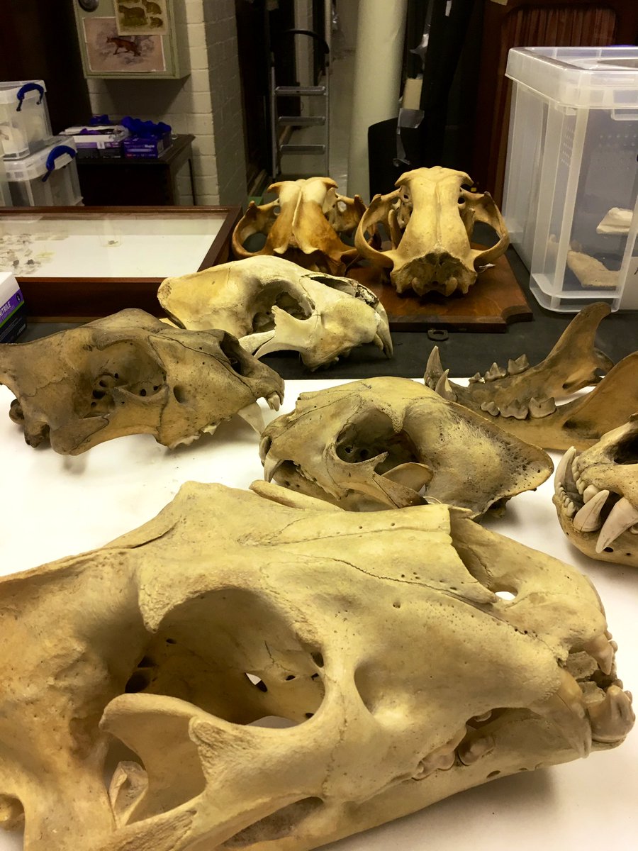 JKannanR's tweet photo. As I work on my statistics & attempt to decipher results, I cannot help but miss the good ol’ days of museum-hopping and photographing #Panthera skulls for data collection😭
#PostGradWoes #MScRes #Morphometrics https://t.co/Dw12xwb75k