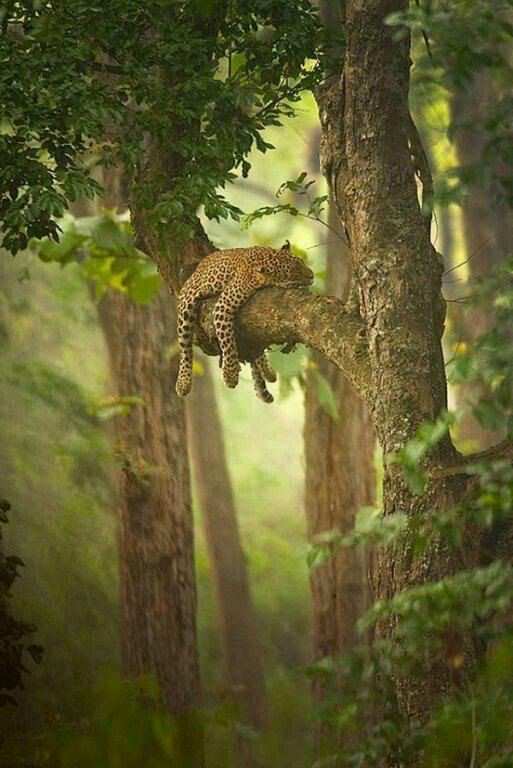 MaisMeses's tweet photo. Peço desculpas por está geração não ter sido capaz de cuidar de você, és tudo que nos temos, e mesmo assim lhe matam.
#savetheplanet https://t.co/gtZVEGZq3H