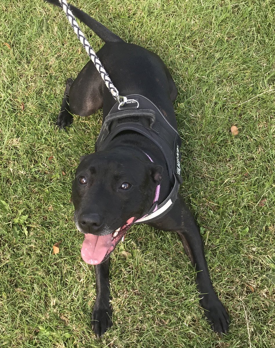 Lexi is such a happy girl & did so well in her training session today 🐕🎓👏
#reactive #looseleadwalking 
#saintlydogs #dog #puppy #dogtraining #puppytraining #behaviour #virtual #skype #1to1 #home #success #happy #bedfordshire #hertfordshire