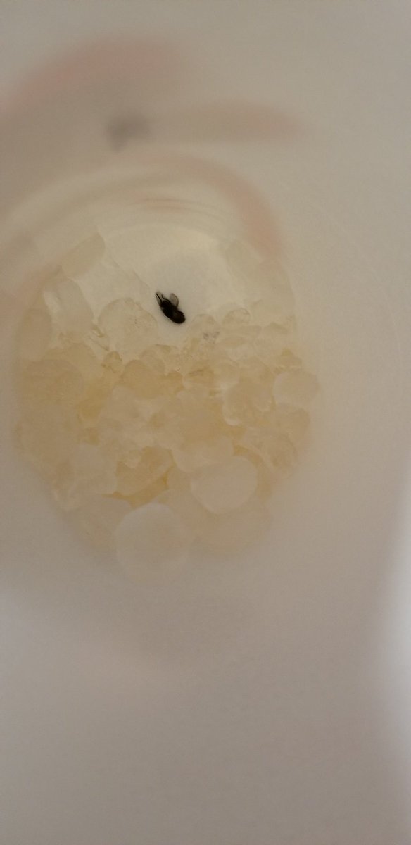 cms_gillanator's tweet photo. @ChickfilA - what's this about?! Guess he enjoy a little too much "lemonade" https://t.co/CRtEQiY8Ky