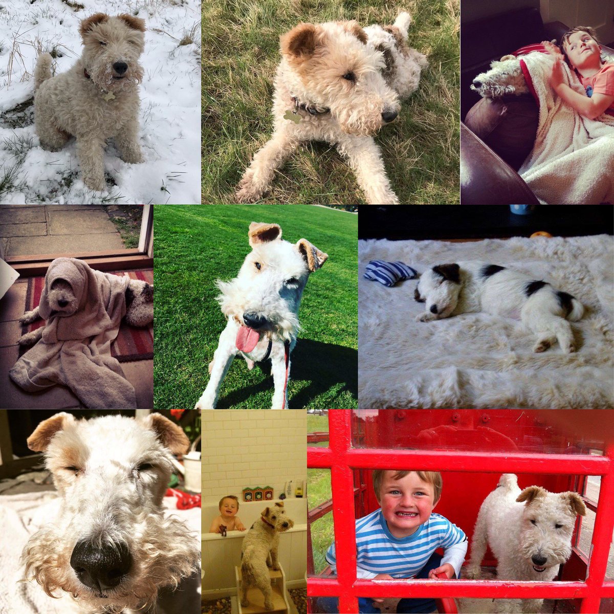 MarketingTribeL's tweet photo. We're heartbroken to have had to say goodbye to trusty Marketing Tribe hound, Ernie. After spinal surgery back in April he never quite recovered. His deputy dawg Elsie and loyal feline associates Silky and Brie will be taking over the mantle ♥️ #farewellernie https://t.co/OVUSkEYCf7