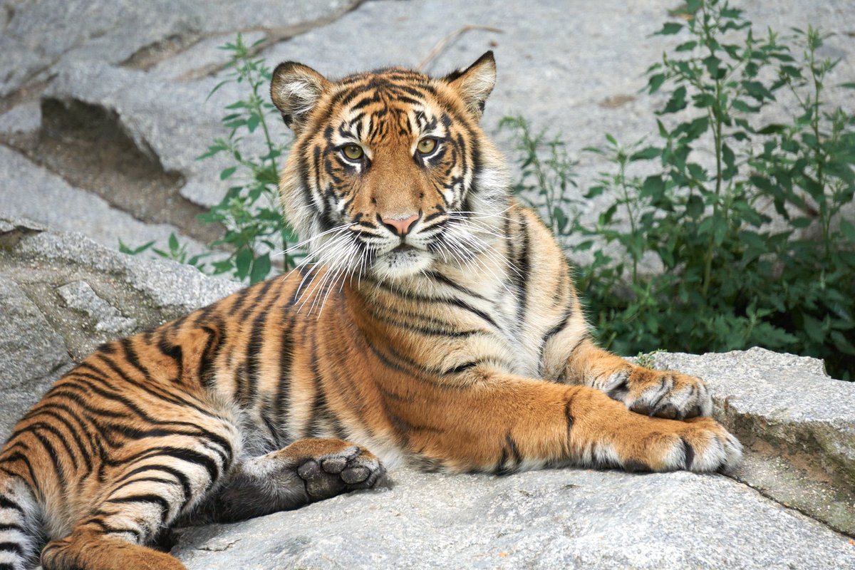A cute tiger, looking curiously.