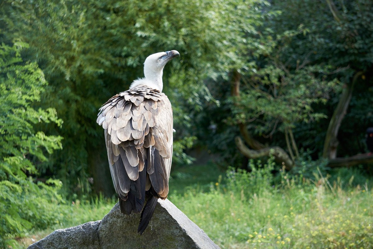 A volture sitting on a rock.