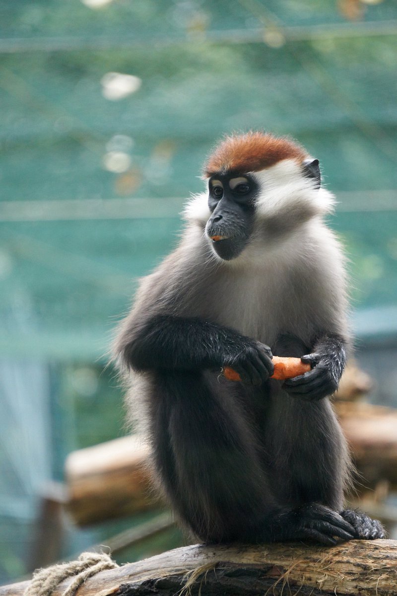 A monkey with a carrot.