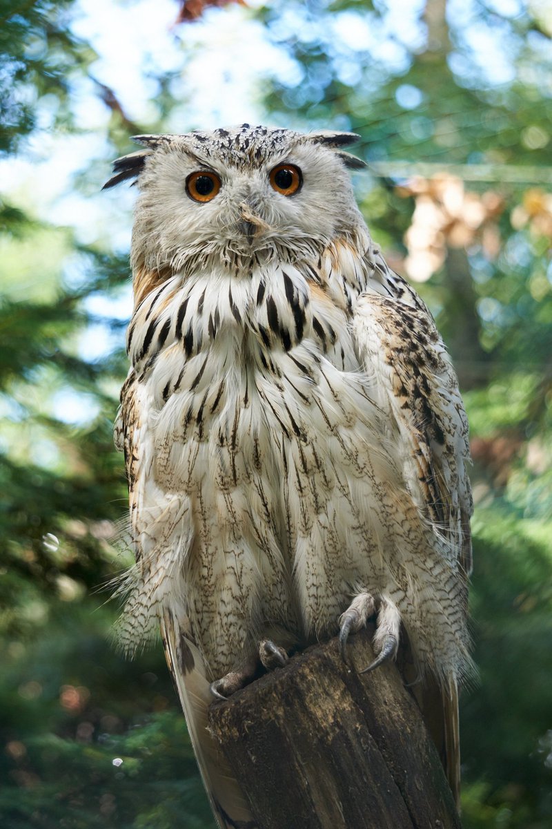 An owl.