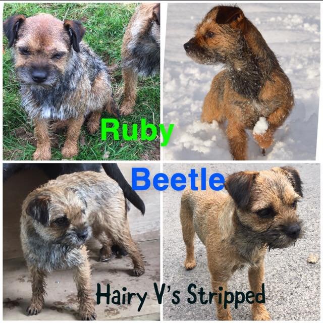 LostPetsWales tweet media