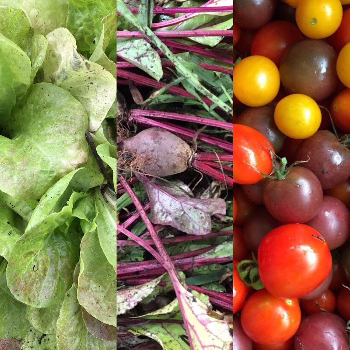 Open Arms of Minnesota tweet media