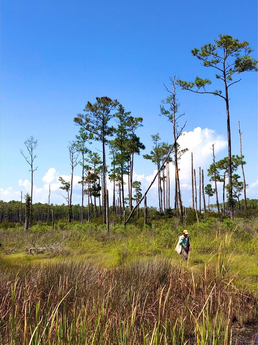 wetland_melinda's tweet photo. My field season sampling has finally come to an end! #fieldwork #ardonlab #treefarts #ghostforest https://t.co/KQIarX8SIn