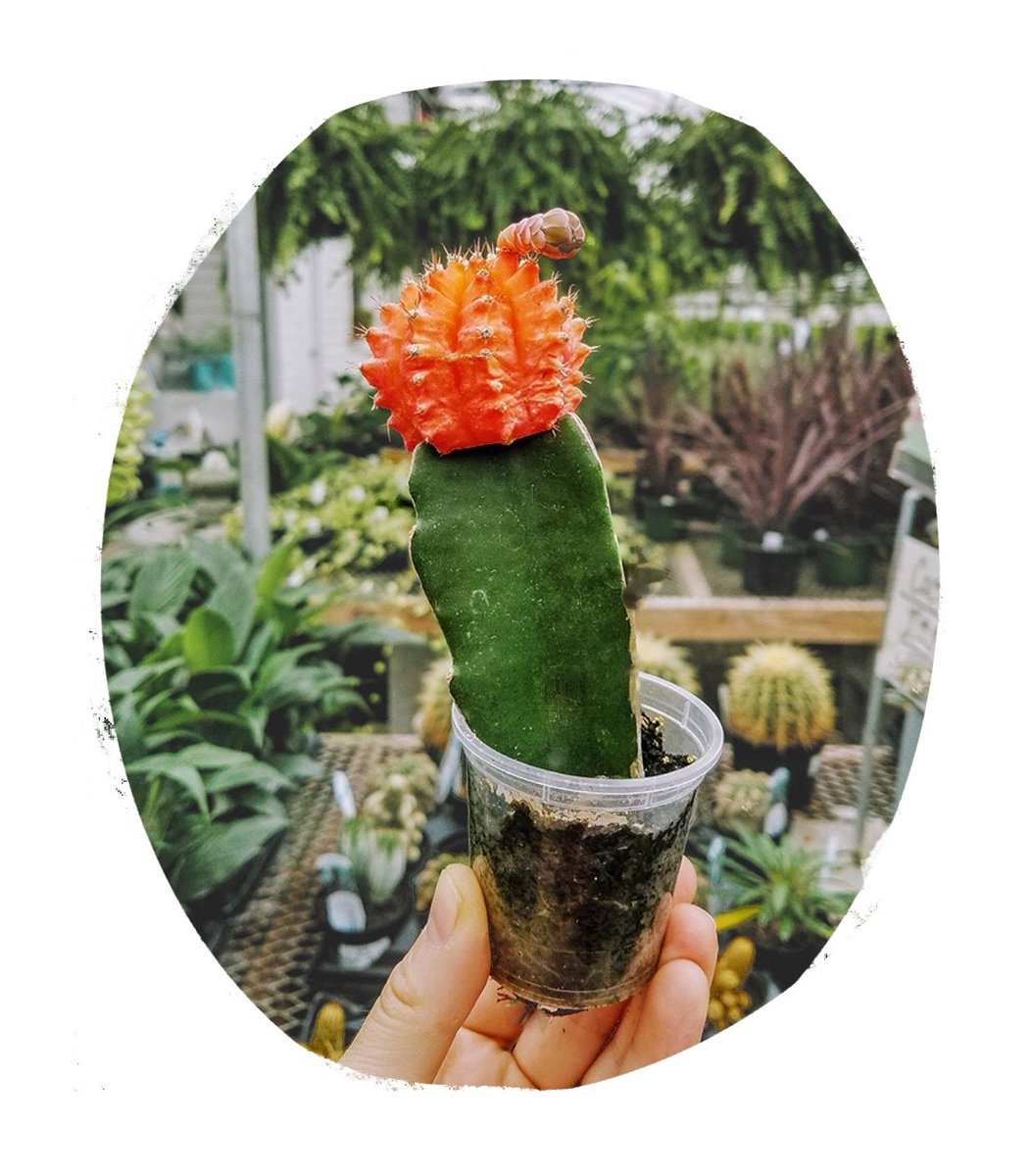 SCHOOL DORMS CAN BE COOL WITH PLANTS 🌱 visit #thegreenhouse for more varieties of mini cacti for you & your roommates #cactus #cacti #tropicalplants #urbanjungle #urbanjunglebloggers  #plantsforsale #interiors #jungalow #jungalowstyle #happyplants #homedecor #decor  #plantmom