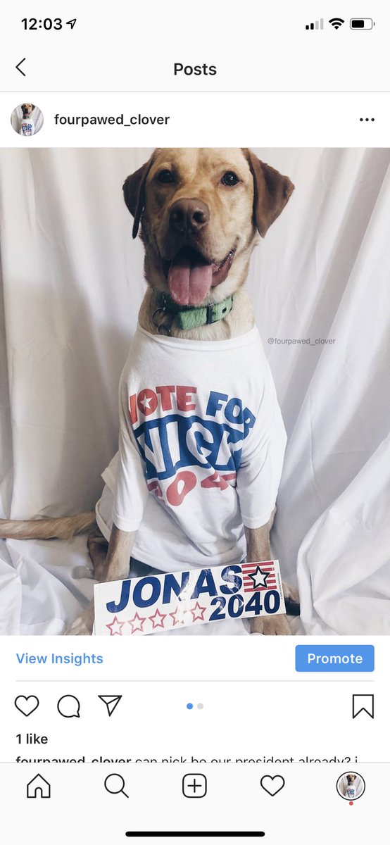 lvatthoran's tweet photo. here is my dog clover in my #VoteForNick2040 merch!!!! check him out on Instagram🤪🤪 @jonasbrothers @nickjonas https://t.co/F5kO861KJ8