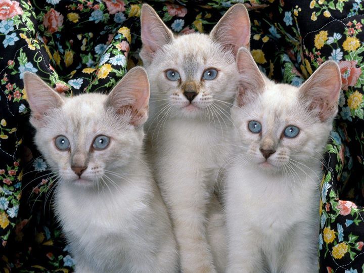 CuteCatsStore's tweet photo. Cats are independent and some of their behavior may make us think they prefer to be alone, but they do enjoy the right company.

When adopting a cat, we try to find litter mates or cats of the same breed, thinking the chances are better that they’ll get along. What we should… https://t.co/1hOGAGnNMU