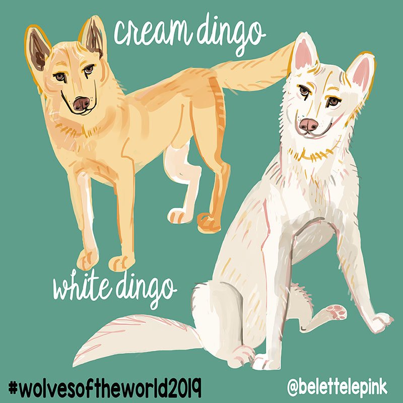 BeletteLePink's tweet photo. Day 9 of the #artchallenge #wolvesoftheworld2019 by @belettelepink #belettelepink #dingo #australiandingo #canine #wolves #wolvesofinstagram #canislupusdingo #savethedingoes #artchallenge #alpinedingo #aussiedingo
https://t.co/AShQUhnfRh https://t.co/9JRQdLkXD7