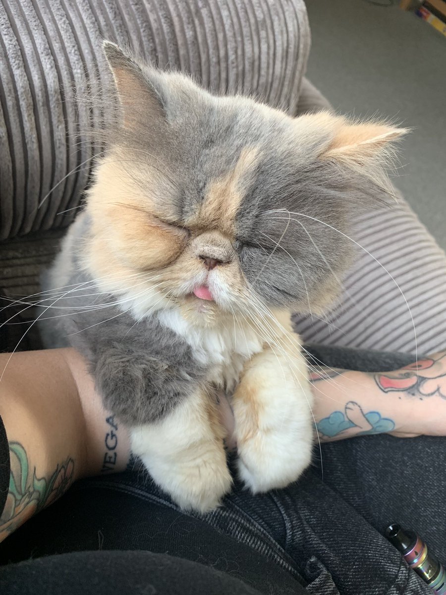 She’s been half resting on my arm like this purring for the past 20 minutes