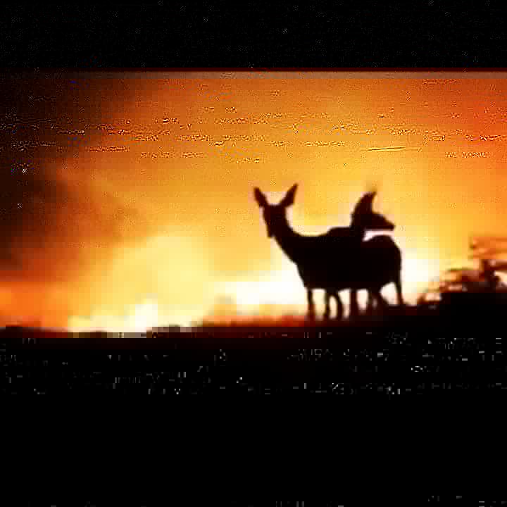 #izmiryakılıyor
#izmirhalayanıyor 
YANMAK BU ÜLKENİN KADERİ Mİ?
Bir ağaç bir insan ömrünün bittiği bir yaşta ancak yetişkin bir canlı oluyor.
Ağaçlar ormanı oluştururken, orman da içindeki tüm canlı ve cansız varlıklarıyla dünyaya hayat veren en büyük sistemi... 
+++