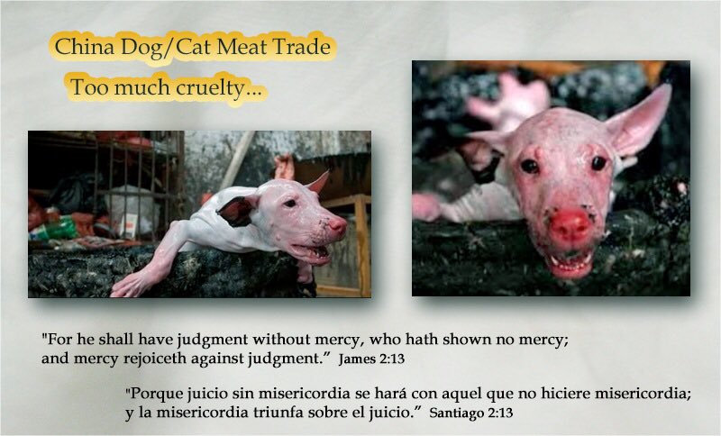 girasol2201's tweet photo. @marillion13 @ChangeGER @DogMeatTrade @StarSuperfan42 @stopyulinforevr @JoeTheCatSarnia @AnimalsHolbox @Belizean_bz @AnimalsBelize @soldier_777 @thofafor #EndCatMeatTrade
#EndDogMeatTrade
#StopTheTorture
#Motivation #Motivación
#CatMeatFreeWorld
#AnyMeatFreeWorld
#FightForTheInnocent
#CompassionOverCruelty https://t.co/LWO2gqxBNd