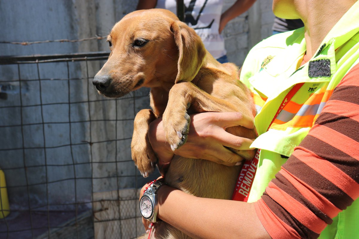 pcmqro's tweet photo. #AlMomento

Los perritos que se encontraban en la alcantarilla han sido rescatados, Bambina entregada a su dueña, y el otro canino  retirado por personal de la UCAM.

Importante siempre mantener identificados a sus mascotas y sacarlos a caminar únicamente con correa. https://t.co/DqT5FKgJJ8