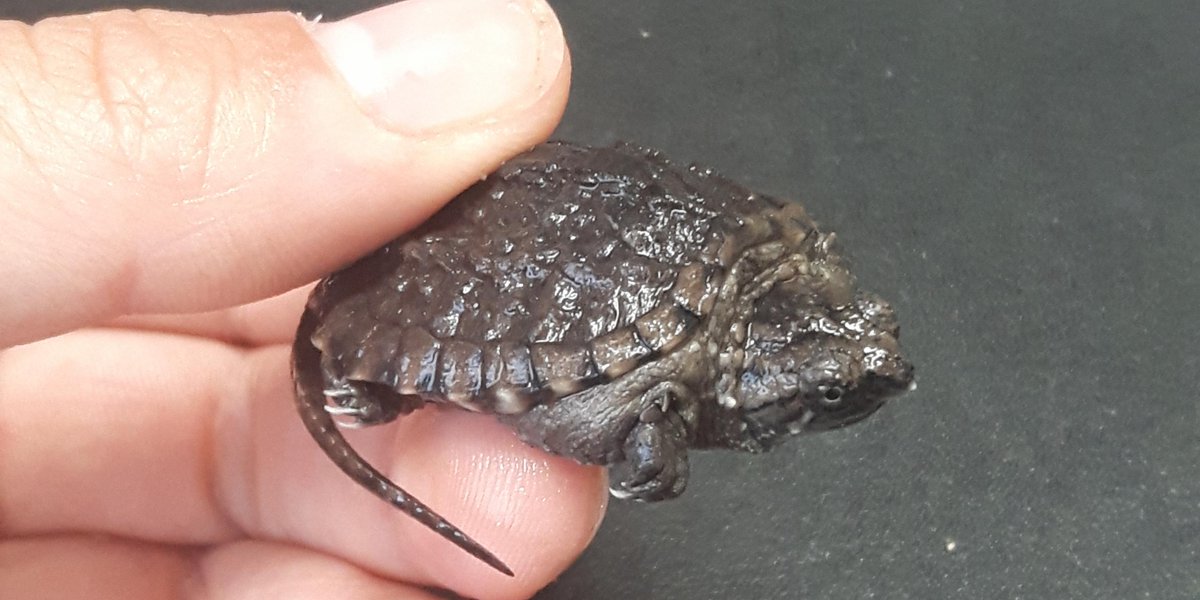 cityofguelph's tweet photo. Remember way back when you helped report snapping turtles laying eggs in York Road Park's soccer fields? Ladies and gentlemen: we have turtle BABIES! Big thanks to RARE for relocating nests and hatching baby turtles. https://t.co/Fw2vsPCnym