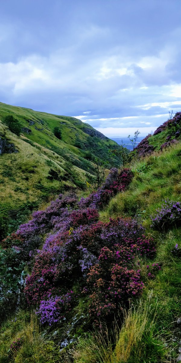 MaxineM_M's tweet photo. Love this photo of #AlvaGlen yesterday evening. Will be doing more #WeeWalks after work instead of my usual Netflix binge so I don't become a fat slob before I'm 30!😂
#walking #Scotland #freedomtoroam #TuesdayMotivation https://t.co/b8wC3kVawy