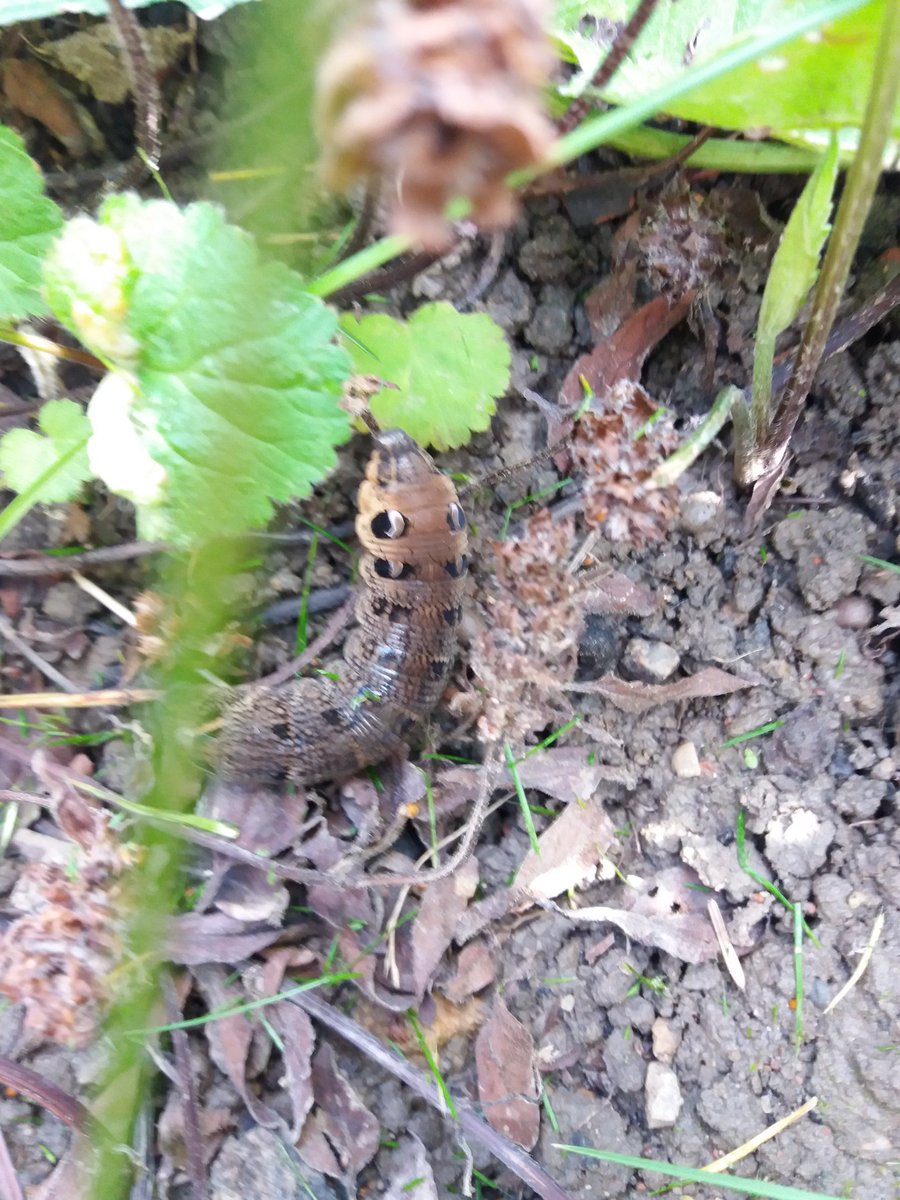 Beautiful Elephant Hawk Moth caterpillar rescued from its sprint across the lawn #Yorkshire #elephanthawkmoth @Team4Nature @ukmoths