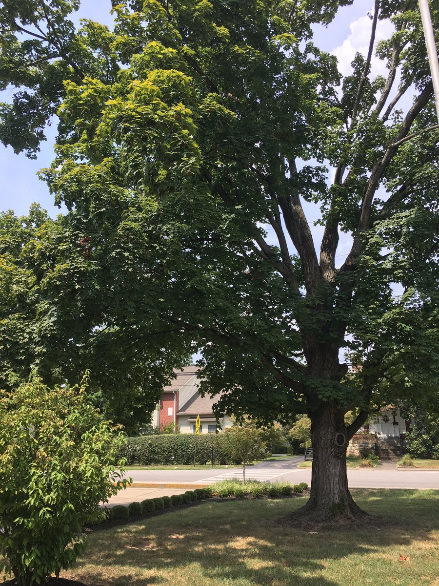 AHSMrsAdkins's tweet photo. The leaves shake and quiver - The tree rises mighty above all earth - Shadowing over one and all. by Ella B. #Haiku #Impressionism https://t.co/IOFi6r1Pdq