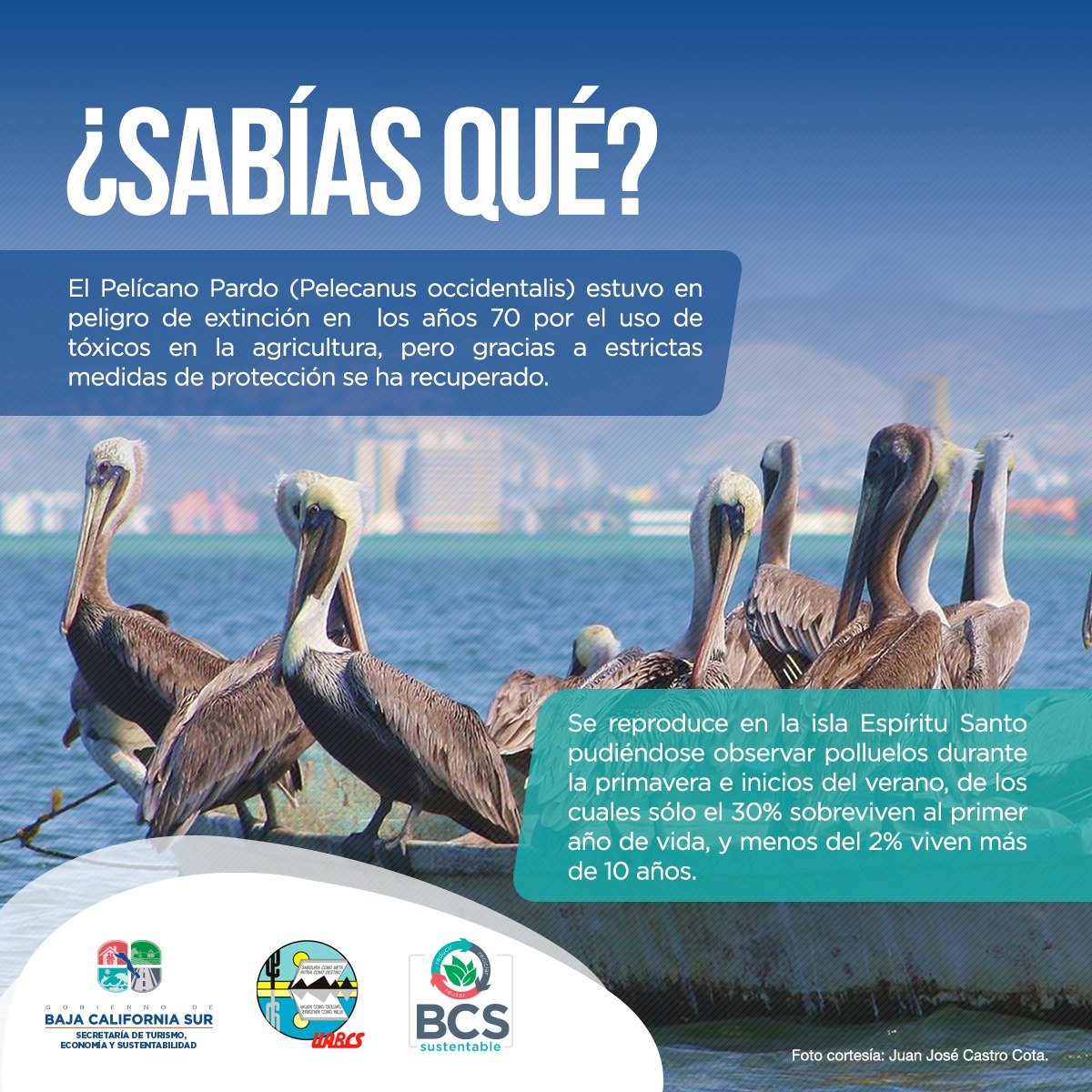 UABCSoficial's tweet photo. Conoce más sobre la #FaUnABCS. Recuerda que este mes está dedicado al singular #PelícanoPardo. https://t.co/hVYss326ix