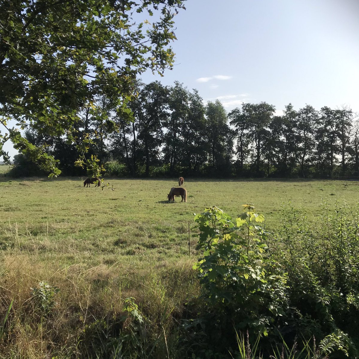 PennyHaw's tweet photo. Wind turbines, Shetland ponies, quaint villages and flowers on my #flatrun in the #Netherlands today. https://t.co/XvLhmeXpPb