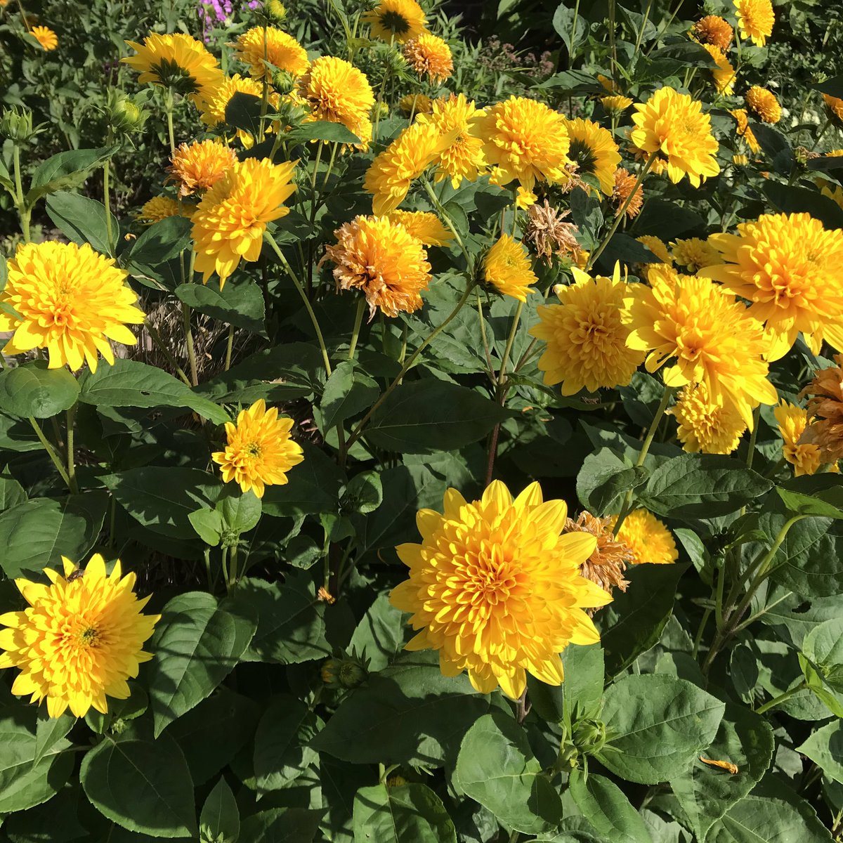 PennyHaw's tweet photo. Wind turbines, Shetland ponies, quaint villages and flowers on my #flatrun in the #Netherlands today. https://t.co/XvLhmeXpPb
