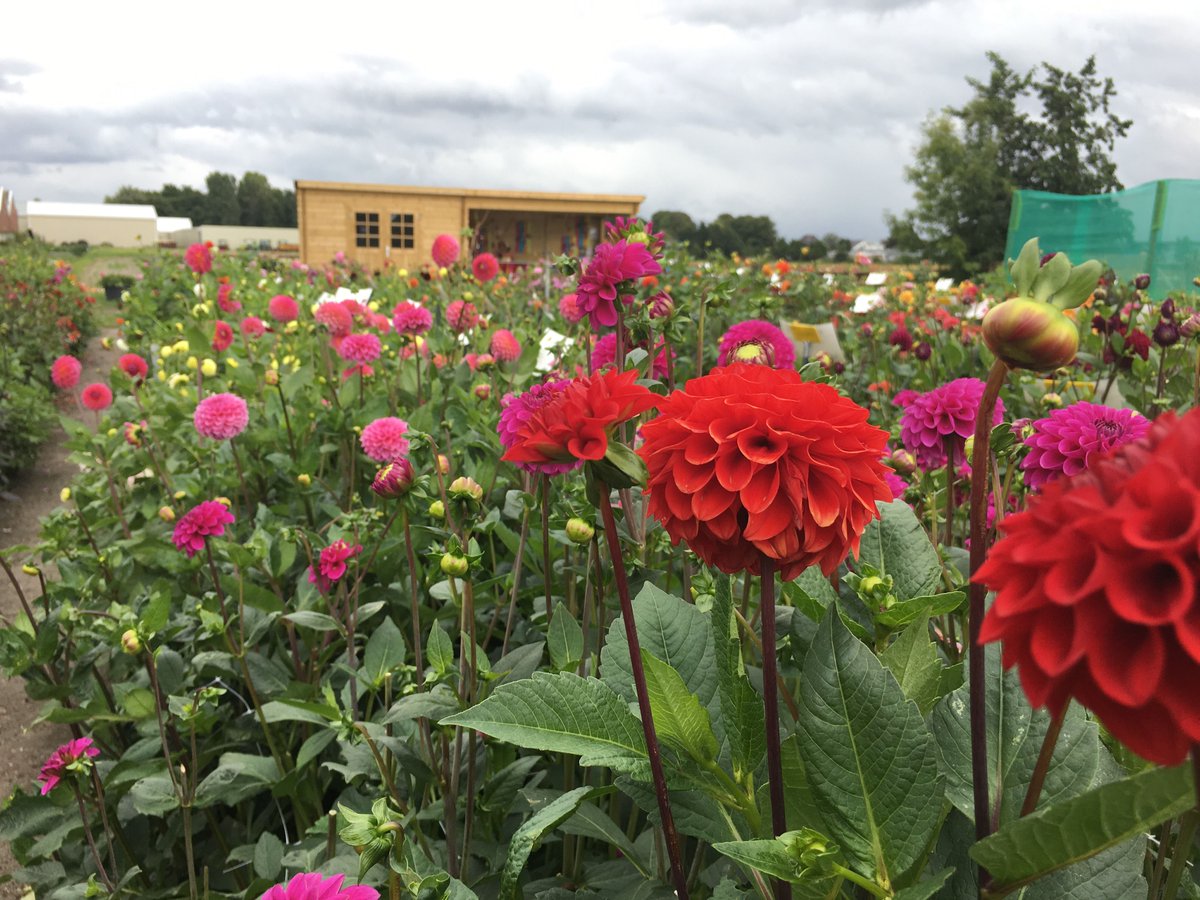 Welcome to our little slice of heaven! 
Come and visit our dahlia showgarden and create your own dahlia experience........ #HollandDahliaEvent2019 #Dahlia

Come and visit us during the Holland Dahlia Event!  more information: hollanddahliaevent.com/deelnemers/ilo…