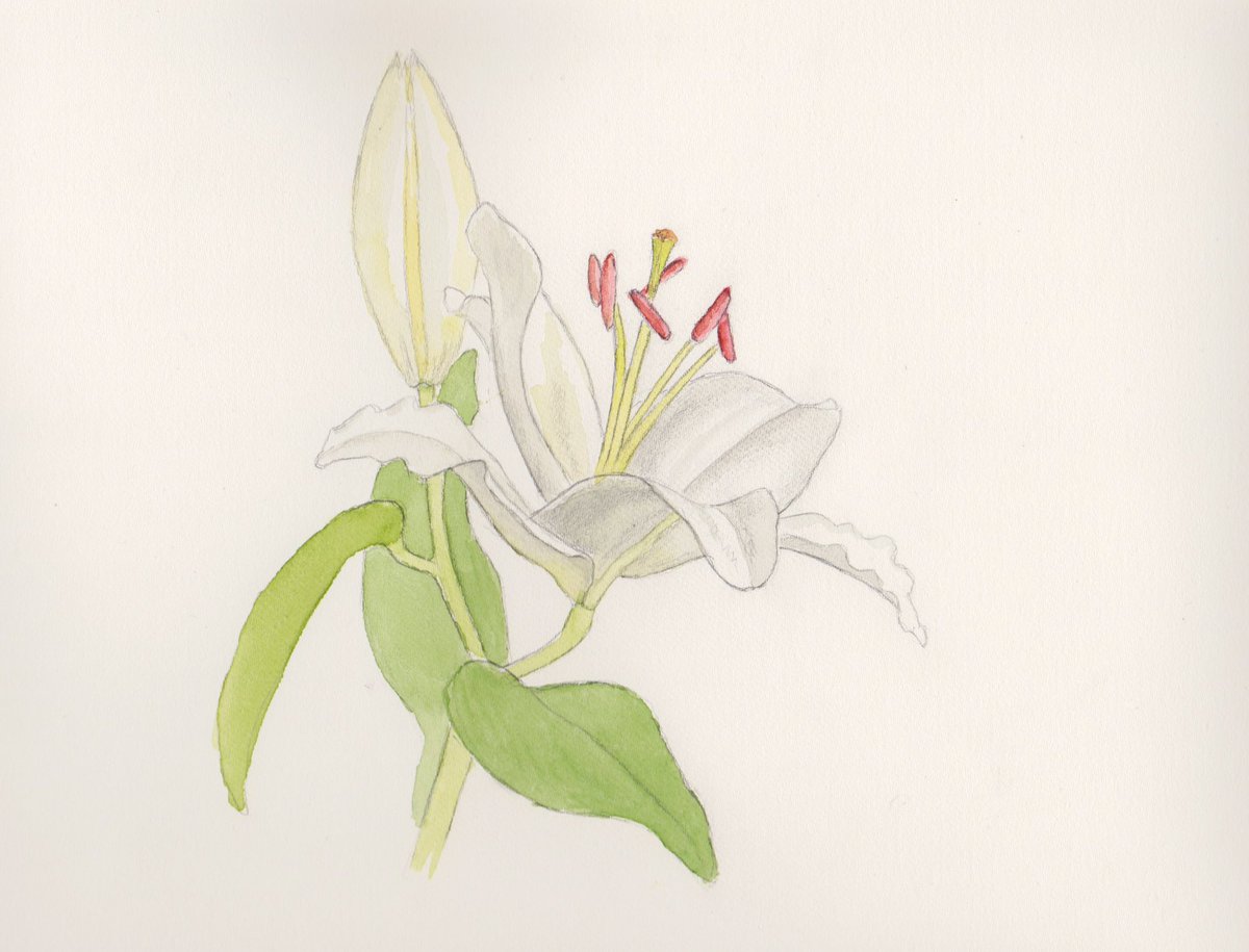 Susanpollardgi1's tweet photo. The lilies I bought the other day have opened up. 

#DrawingAugust ⁦@HaideeJoSummers⁩ ⁦@artpublishing⁩ #pencilandwatercolour https://t.co/VP7VsI1ZHZ