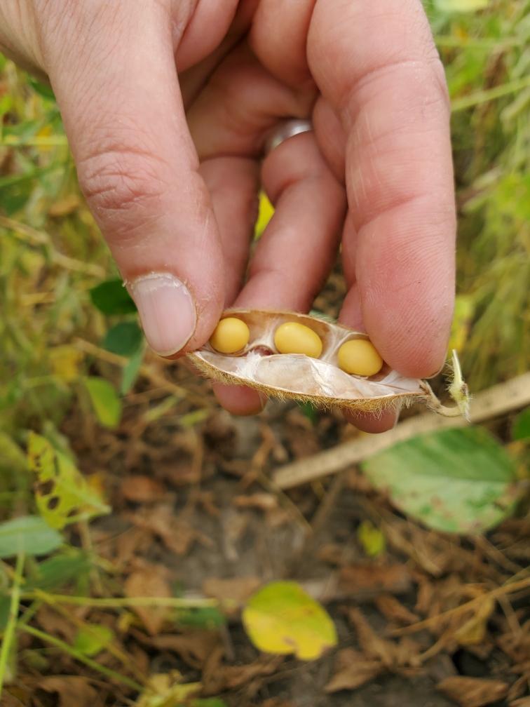 PioneerSeeds's tweet photo. .@KristiGoedken12 finding some great soybean progress in Montgomery and Warren counties in Indiana! #PFTour19 https://t.co/3hbMLFCqSE