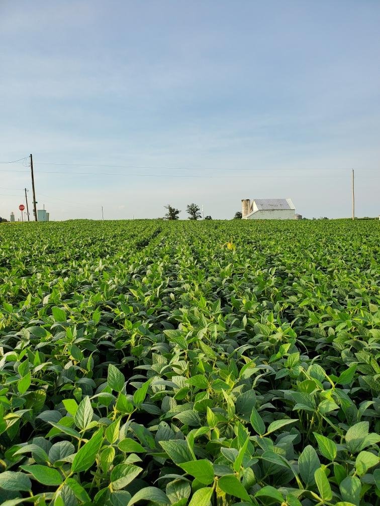 PioneerSeeds's tweet photo. .@KristiGoedken12 finding some great soybean progress in Montgomery and Warren counties in Indiana! #PFTour19 https://t.co/3hbMLFCqSE