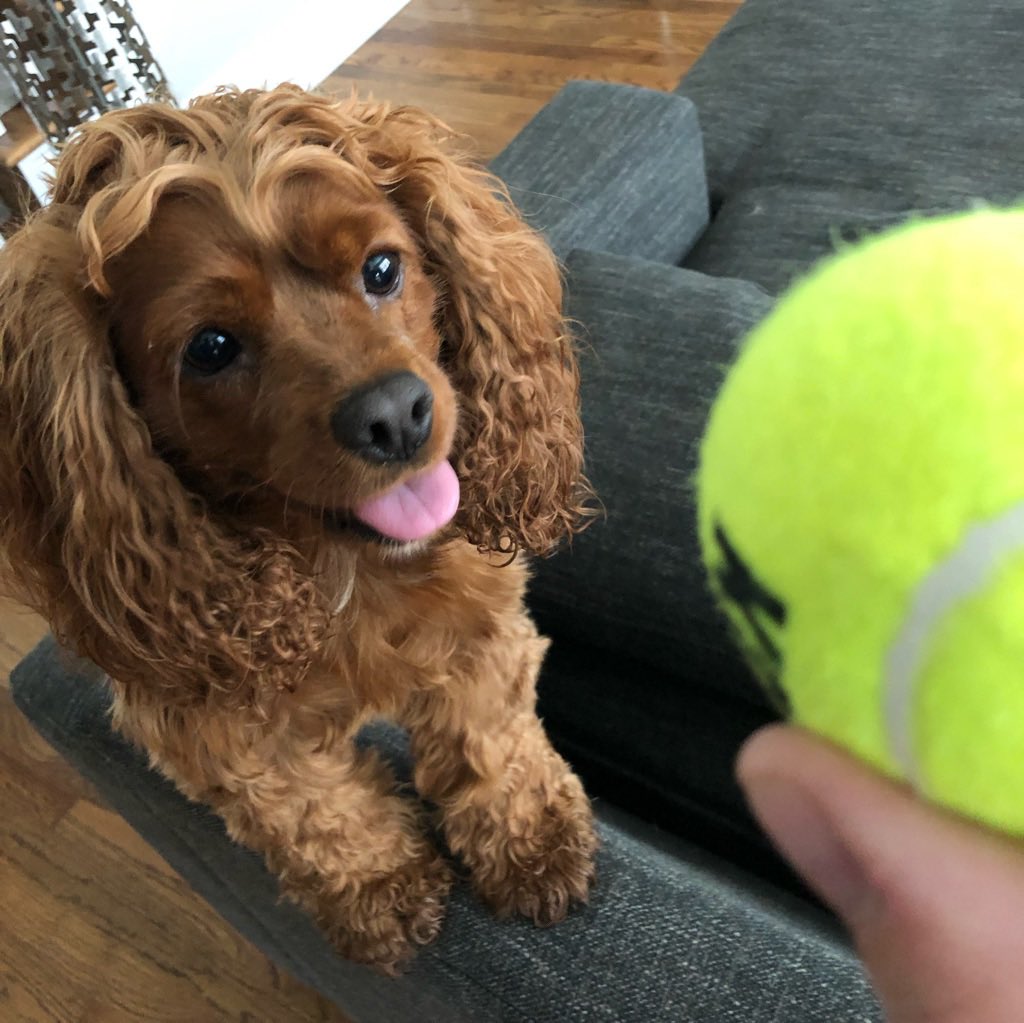 littlepenny2015's tweet photo. Throw it!!
#658create #dogsoftwitter #cockapoo #dogmom #charlottenc #dogwalker #playball #fetch https://t.co/IIu0OtNoGP