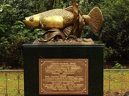 DrKatfish's tweet photo. With its reputation for controlling mosquitos, the mosquitofish (Gambusia affinis) has been widely introduced, often with negative effects for native species. In Sochi, Russia, however, there's a monument commemorating the fish's role in combating malaria. #WorldMosquitoDay https://t.co/Fok1Un0Tmt
