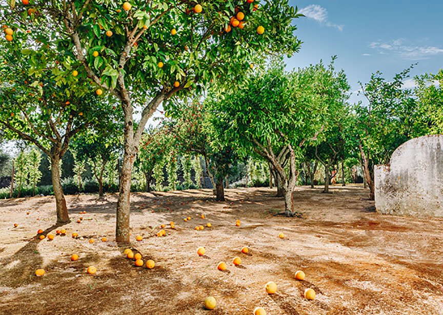 ClassicJrneys's tweet image. Our #HotelHighlight of the week is the beautiful @conventodoespinheiro located in Évora, Portugal. This stunning five-star resort is renovated from an 1834 monastery and was rated one of the best hotels in Portugal by @travelandleisure 😍 bit.ly/2P2bdCW