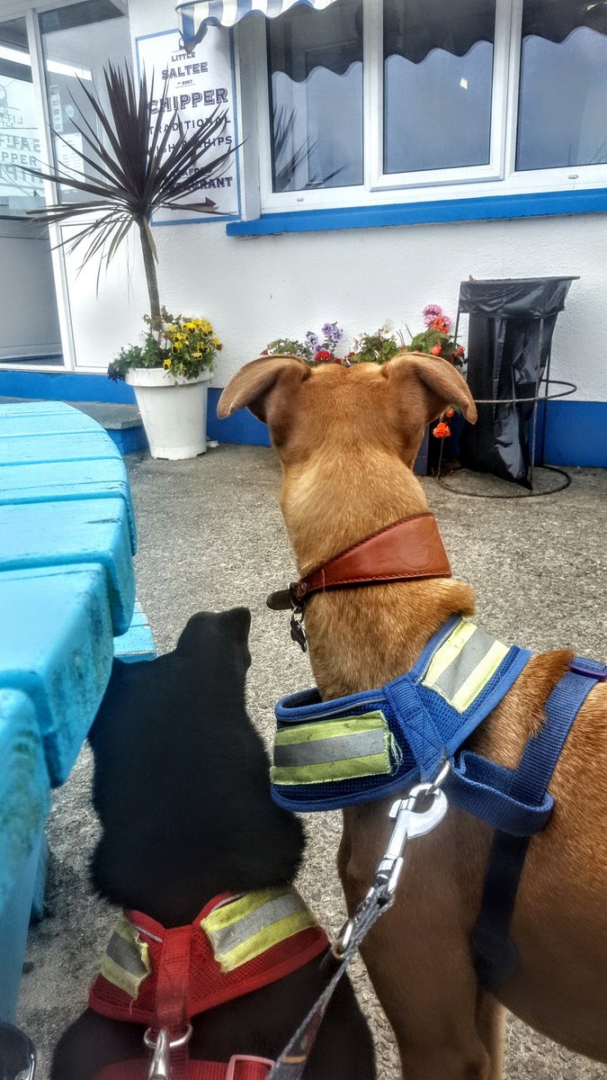 ClaireyFaery78's tweet photo. The dogs waiting patiently for sausages at #salteechipper.  #kilmore #wexford #ireland #dogs #lurchers. https://t.co/VMsPyDnL6d
