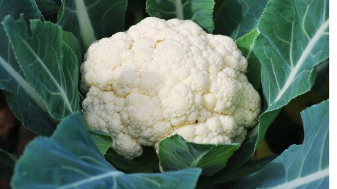 scottishfarmer's tweet photo. Stock up on your cauliflowers...

https://t.co/CCuzvCKUni https://t.co/GHYmxkkrQl