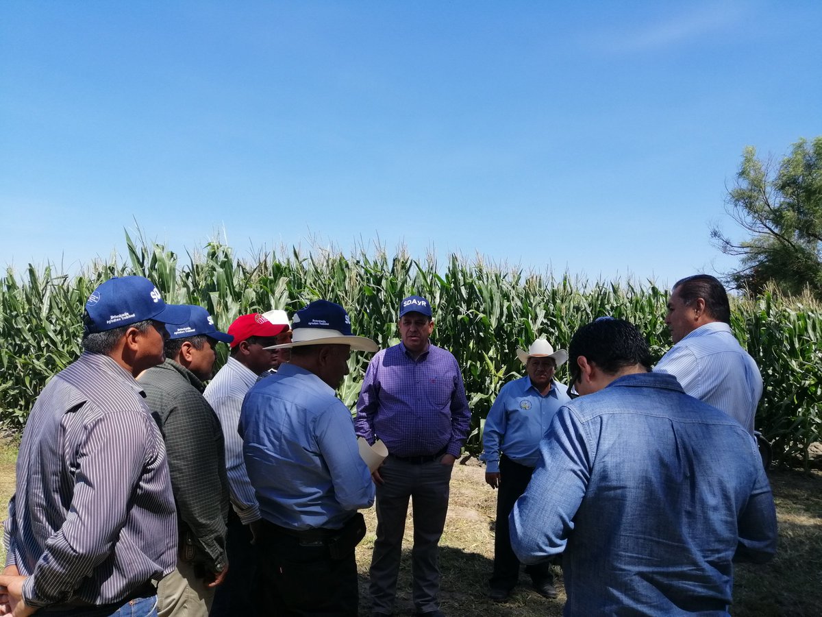 sotohoracio91's tweet photo. Evento @atidermexico "Estimación de cosecha de maíz amarillo de alto rendimiento" en parcela escuela @MasAgroGto en conjunto con #SPRProductoresDelNorteDeCelaya evaluación de materiales @syngenta_mx @grupo_ceres #Novasem @AsgrowMX @PioneerSeeds @BrevantSemillas @SDAyR_GTO https://t.co/sJQ2gzMKPC