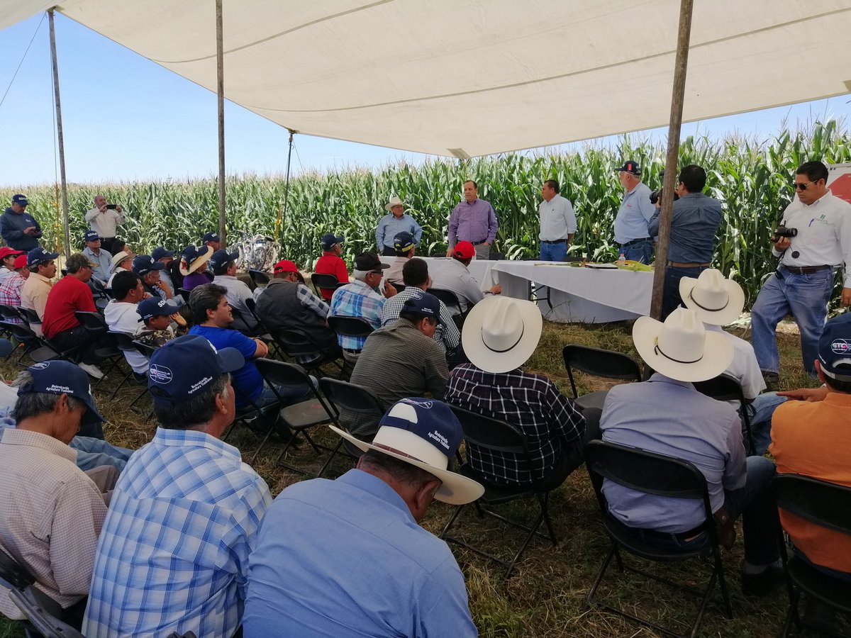 sotohoracio91's tweet photo. Evento @atidermexico "Estimación de cosecha de maíz amarillo de alto rendimiento" en parcela escuela @MasAgroGto en conjunto con #SPRProductoresDelNorteDeCelaya evaluación de materiales @syngenta_mx @grupo_ceres #Novasem @AsgrowMX @PioneerSeeds @BrevantSemillas @SDAyR_GTO https://t.co/sJQ2gzMKPC