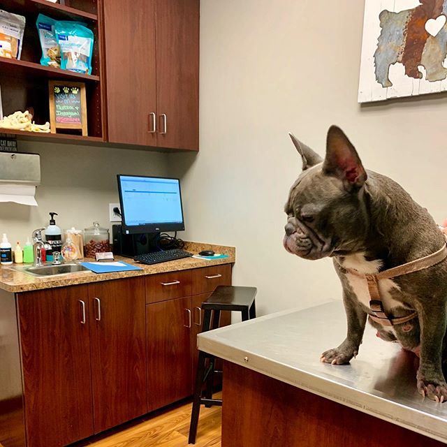 Houstonites's tweet photo. The face you make when the Vet cant cure you fast enough when you have uncomfortable allergy issues. 😢

#allergiesgotmelike #frenchie #frenchies #frenchbulldog #vet #sienna6vet #frenchiegrams #pawsomefrenchies #frenchieworld #dog #dogsofinstagram #do… https://t.co/wvXWn7ttNw https://t.co/DpThBuqXRd