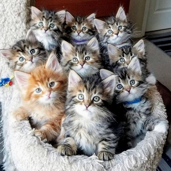 TodayCat1's tweet image. Which one would you choose? 😻😻 l Source: @juliaolimpian

🔔 Don't miss out on any post - turn notifications ON

#ilovemycat #instacat #kitten #kittens #kittensofinstagram