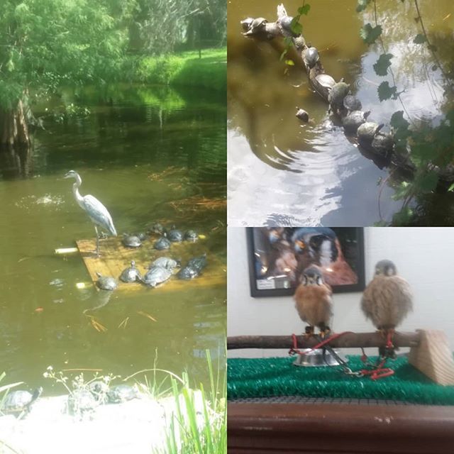 MelanieRigney's tweet photo. My favorite place in Largo-not-Key-Largo... and lots of turtles were out to greet us today!
#rejoicebeglad #rejoiceandbeglad #turtlepark #augustroadshow #largoflorida #largo https://t.co/ytE1K3hlrp
