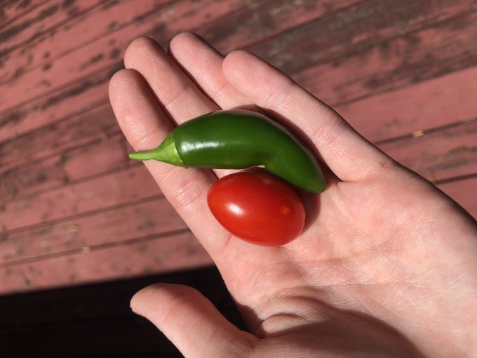 I grew these babies! So proud. https://t.co/xDMMQWLijR<a href="/tag/onmfc"class="tags"><span>#onmfc</span></a>
