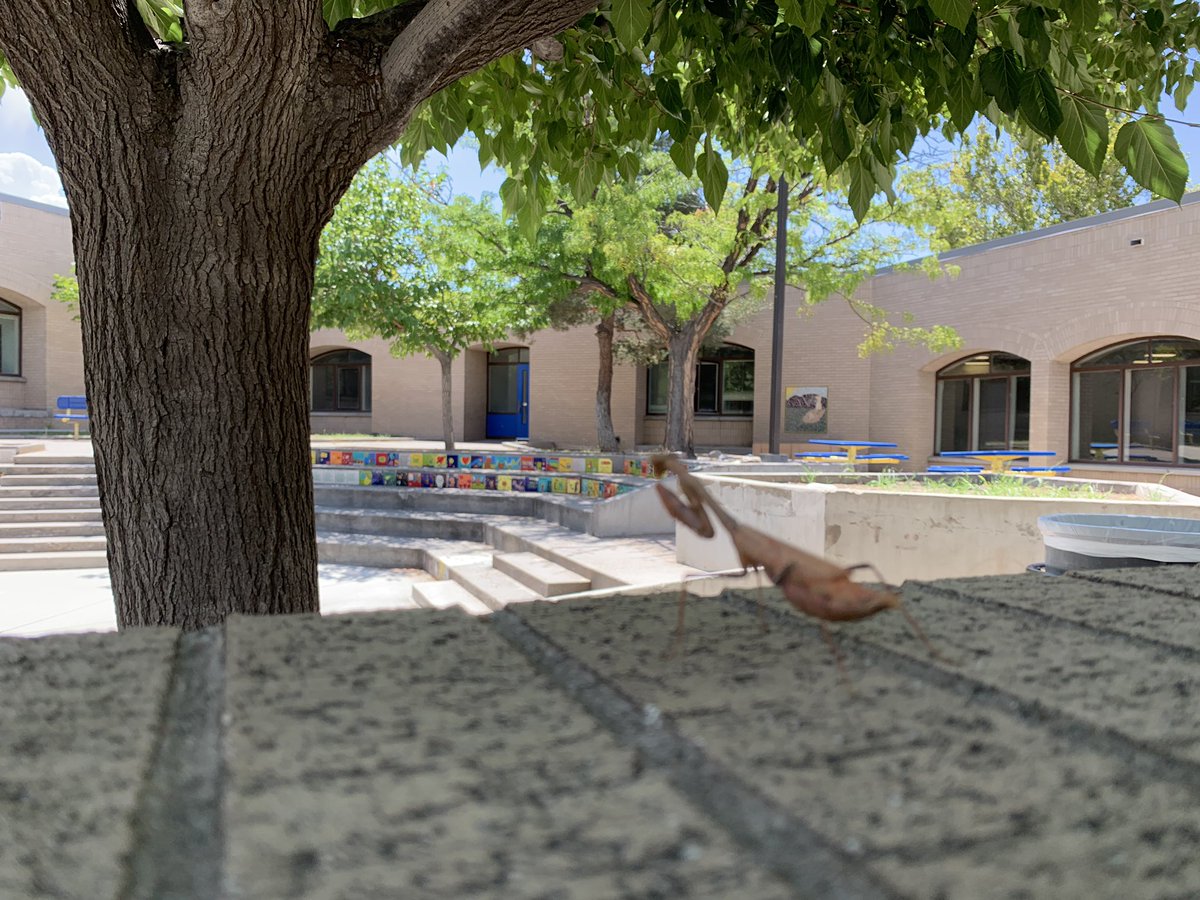 ApsLongfellow's tweet photo. Ms. Cruz’s 1st grade class spotted this giant Brown Praying Mantis! Boy were they fascinated! They asked for it to be their new class pet! 💙 #ADayInAPS @APSLZ1 https://t.co/AWrzVW7RqS