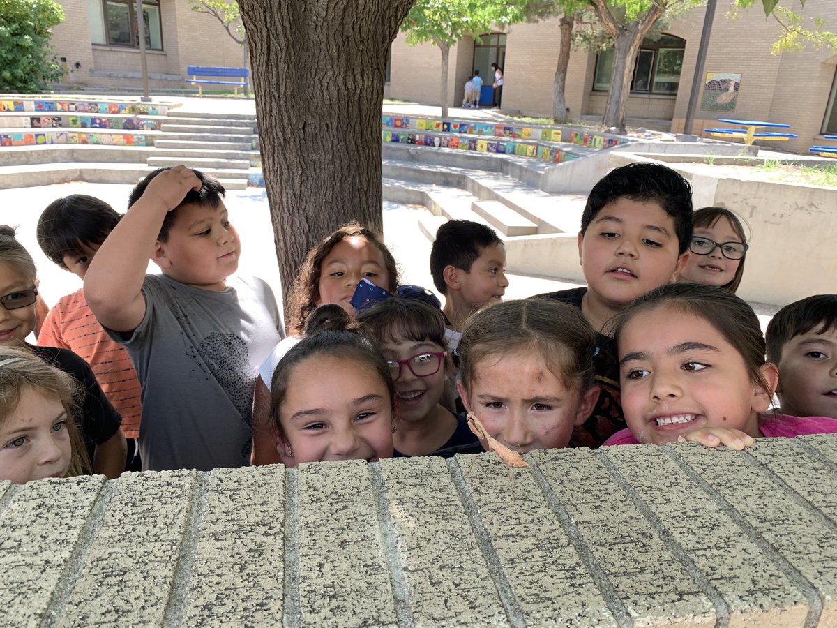 ApsLongfellow's tweet photo. Ms. Cruz’s 1st grade class spotted this giant Brown Praying Mantis! Boy were they fascinated! They asked for it to be their new class pet! 💙 #ADayInAPS @APSLZ1 https://t.co/AWrzVW7RqS