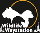 After 43 years, and over 77,000 rescued animals, Wildlife Waystation is closing. The aging facility survived multiple fires and floods through the years. It was extensively damaged in the 2017 Creek Fire &amp; again in extreme flooding in early 2019 requiring insurmountable funds.